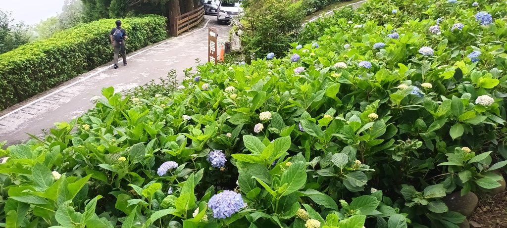 繡球花季的尾聲囉~雪霸農場。