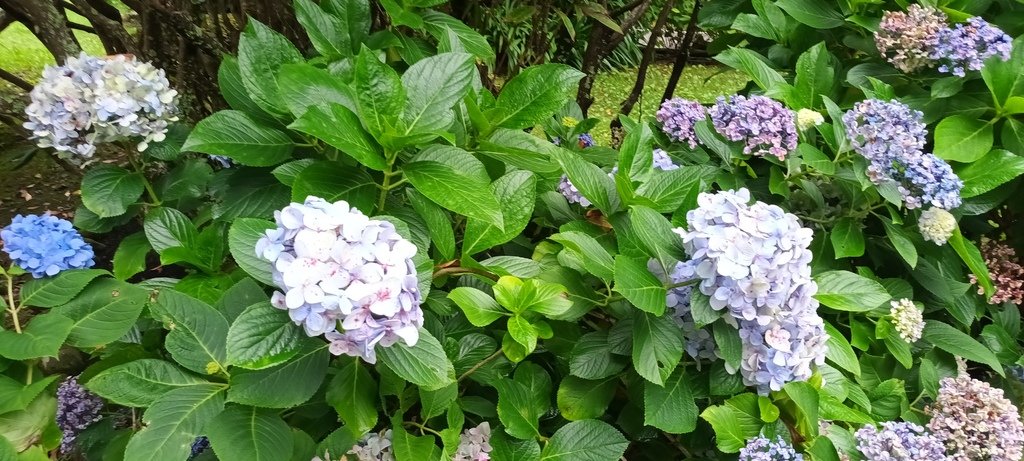 繡球花季的尾聲囉~雪霸農場。