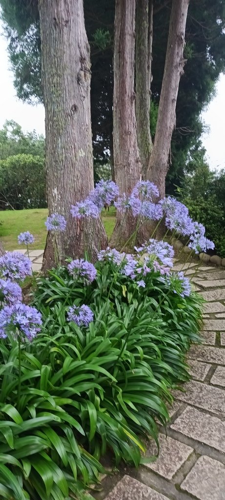 百子蓮花~