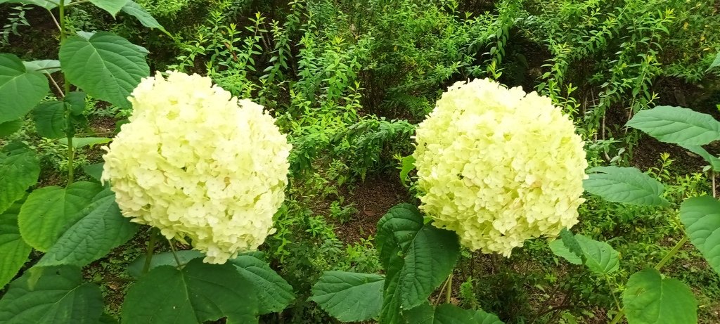 繡球花季的尾聲囉~雪霸農場。