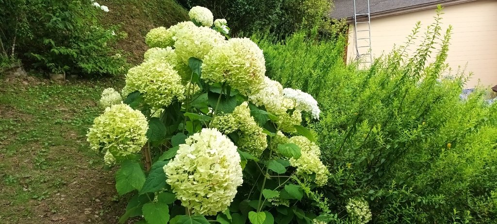 繡球花季的尾聲囉~雪霸農場。