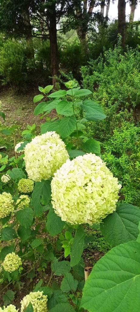 繡球花季的尾聲囉~雪霸農場。