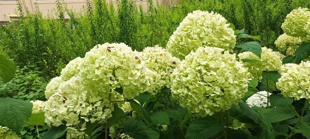 繡球花季的尾聲囉~雪霸農場。