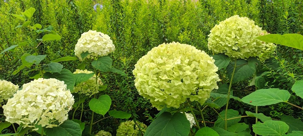 繡球花季的尾聲囉~雪霸農場。