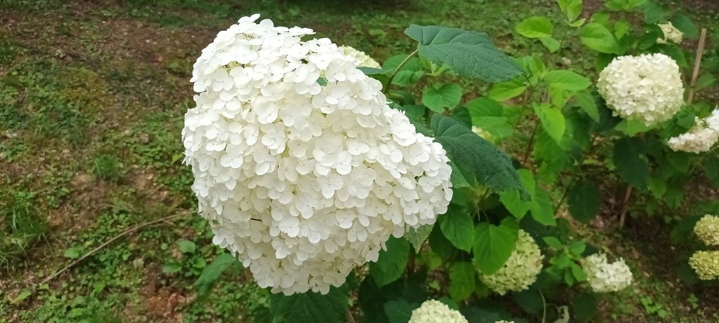 繡球花季的尾聲囉~雪霸農場。