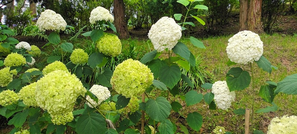 繡球花季的尾聲囉~雪霸農場。