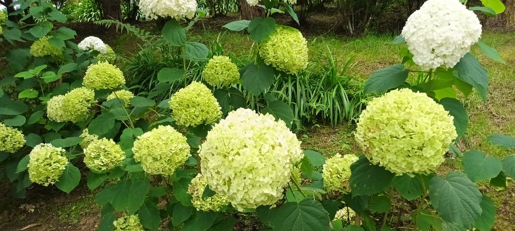 繡球花季的尾聲囉~雪霸農場。