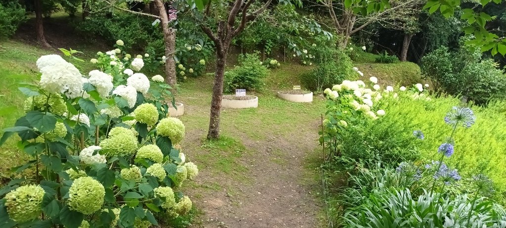 繡球花季的尾聲囉~雪霸農場。