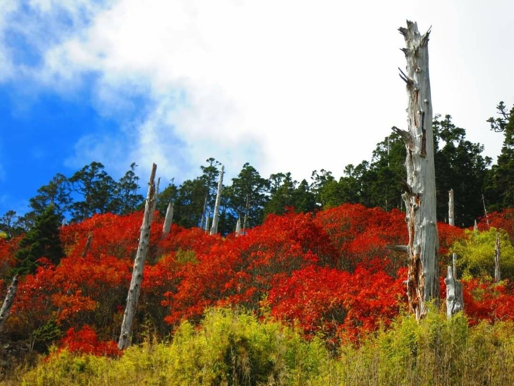 回憶那一年的秋日雪山巒大花楸紅了!(秋日的巒大花楸之美)