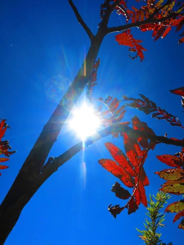 回憶那一年的秋日雪山巒大花楸紅了!(秋日的巒大花楸之美)