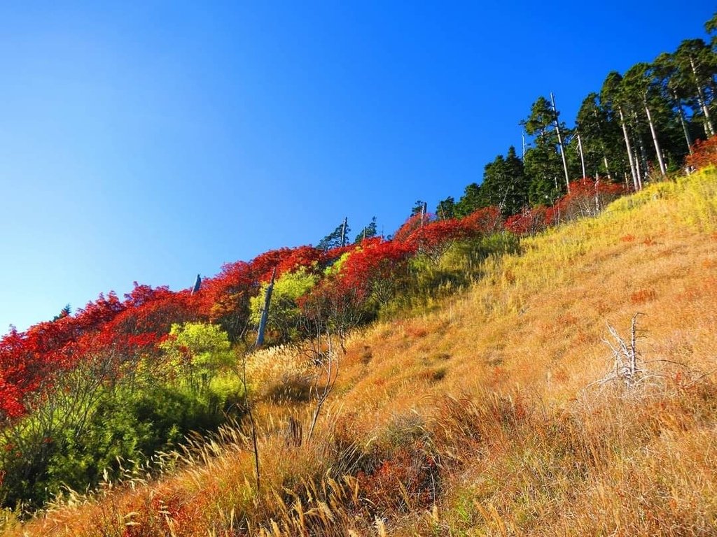 回憶那一年的秋日雪山巒大花楸紅了!(秋日的巒大花楸之美)