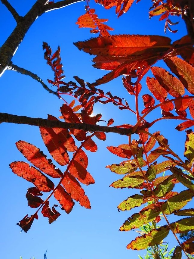 回憶那一年的秋日雪山巒大花楸紅了!(秋日的巒大花楸之美)