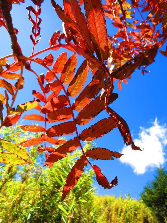 回憶那一年的秋日雪山巒大花楸紅了!(秋日的巒大花楸之美)