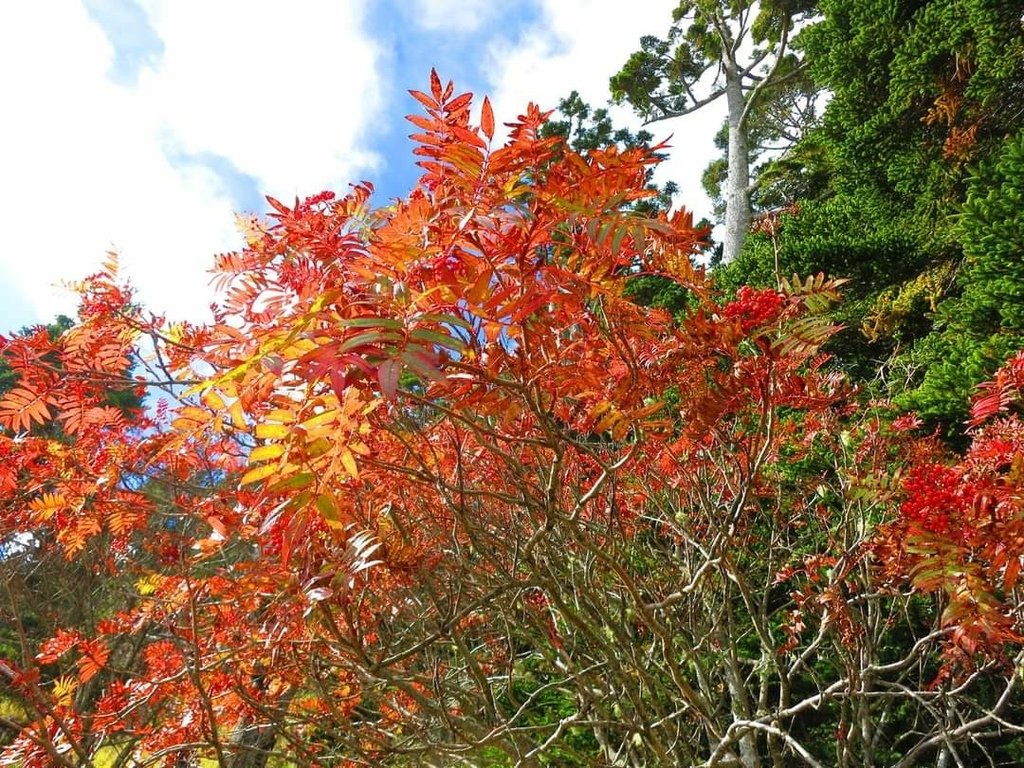 回憶那一年的秋日雪山巒大花楸紅了!(秋日的巒大花楸之美)