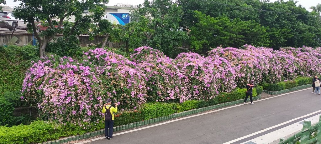 1131106蒜香紫藤花開~泰山楓樹河濱公園。