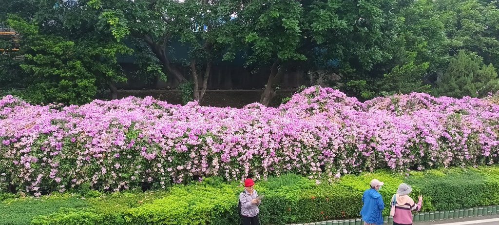 1131106蒜香紫藤花開~泰山楓樹河濱公園。