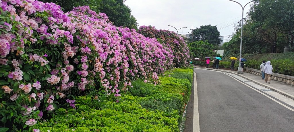 1131106蒜香紫藤花開~泰山楓樹河濱公園。