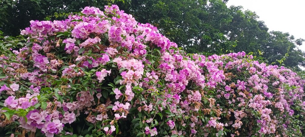 1131106蒜香紫藤花開~泰山楓樹河濱公園。