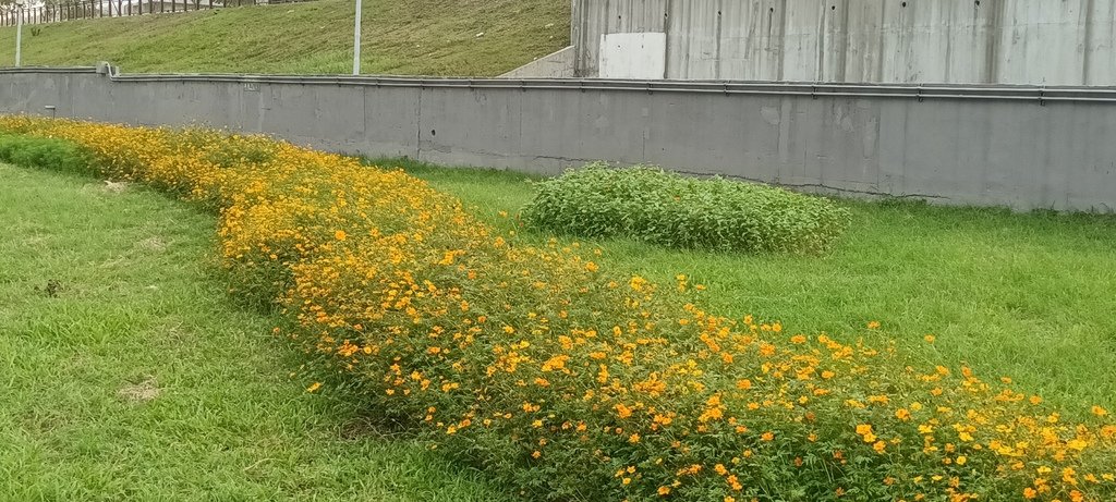 2024臺北關渡花海節活動~河雙21號公園及展區。