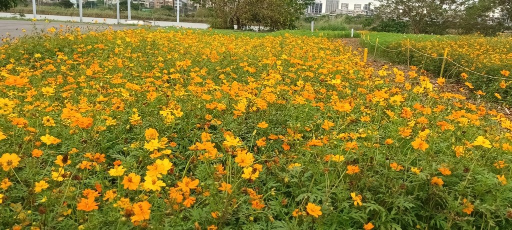 2024臺北關渡花海節活動~河雙21號公園及展區。