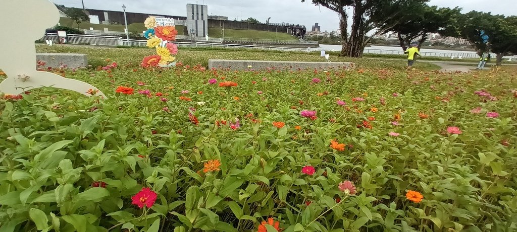 2024臺北關渡花海節活動~河雙21號公園及展區。