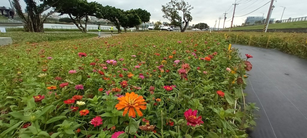 2024臺北關渡花海節活動~河雙21號公園及展區。