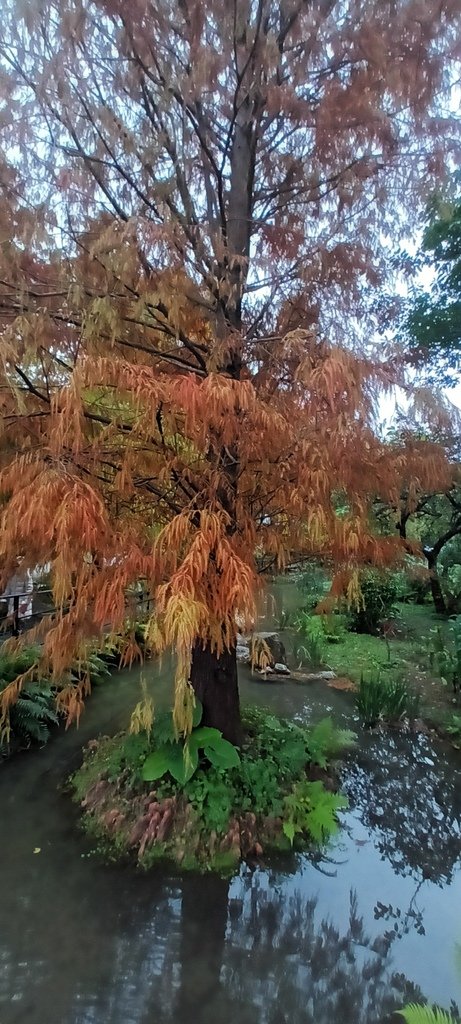 落雨松也紅了!