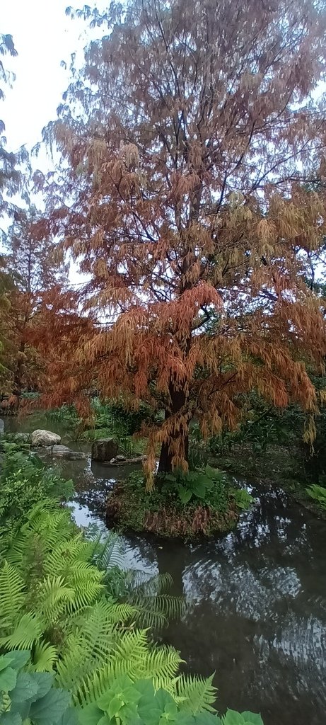 落雨松也紅了!