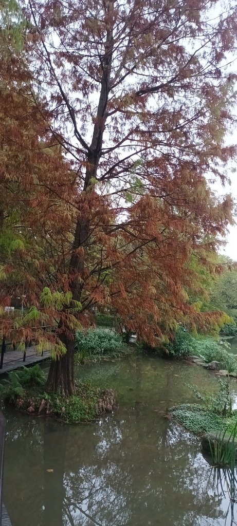 落雨松也紅了!