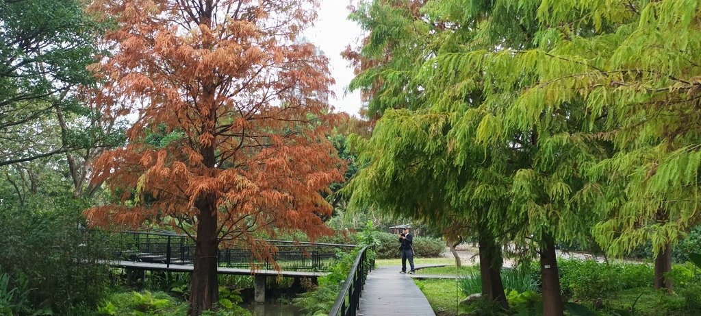 落雨松也紅了!