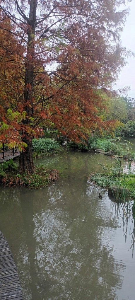 落雨松也紅了!