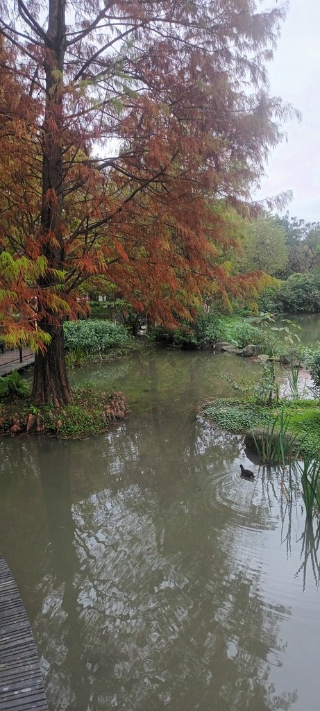 落雨松也紅了!