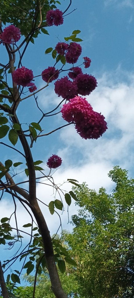 洋紅風鈴木花開~