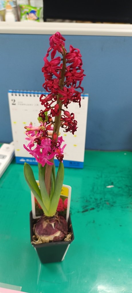 風信子短暫開花中~