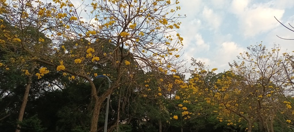黃金風鈴木開花~