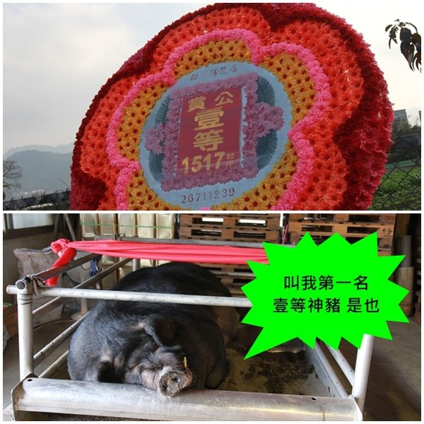 pig01.jpg