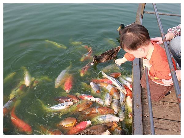 餵魚03.jpg
