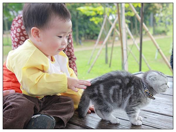 小貓02.jpg