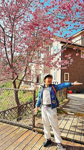 南投住宿推薦～抓住櫻花季的尾巴，快點衝清境新樂園民宿搶看櫻花