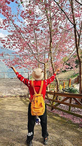 南投住宿推薦～抓住櫻花季的尾巴，快點衝清境新樂園民宿搶看櫻花