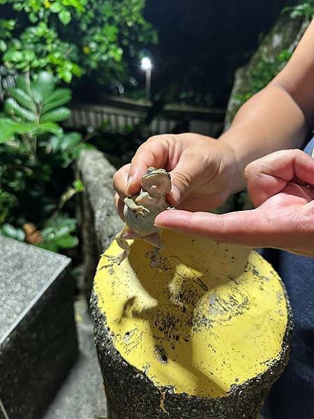 綠島無腦旅遊三天兩夜這樣玩～享用綠島海草系美食、船票、租借機