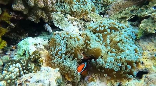 綠島無腦旅遊三天兩夜這樣玩～享用綠島海草系美食、船票、租借機