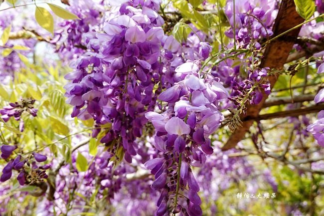 DSC06489_副本.jpg