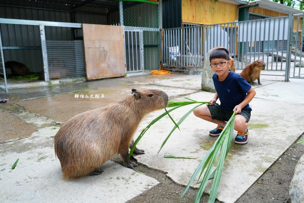 洄瀾灣休閒農場 ❙ 水豚君、狐獴、笑笑羊，還有小火車，花蓮洄