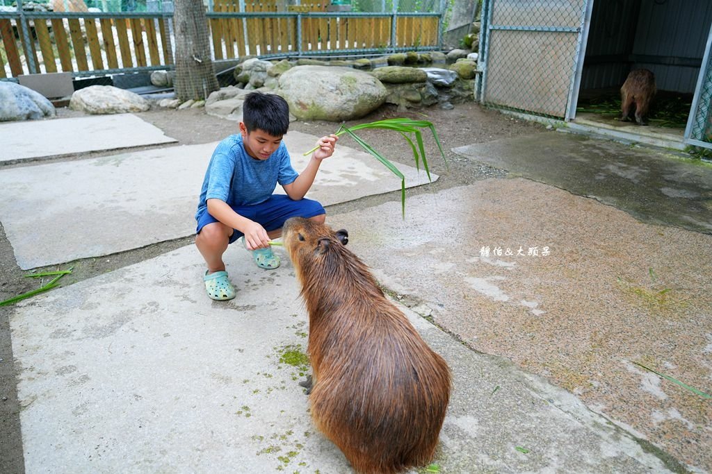 洄瀾灣休閒農場 ❙ 水豚君、狐獴、笑笑羊，還有小火車，花蓮洄