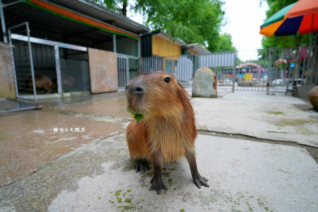 洄瀾灣休閒農場 ❙ 水豚君、狐獴、笑笑羊，還有小火車，花蓮洄