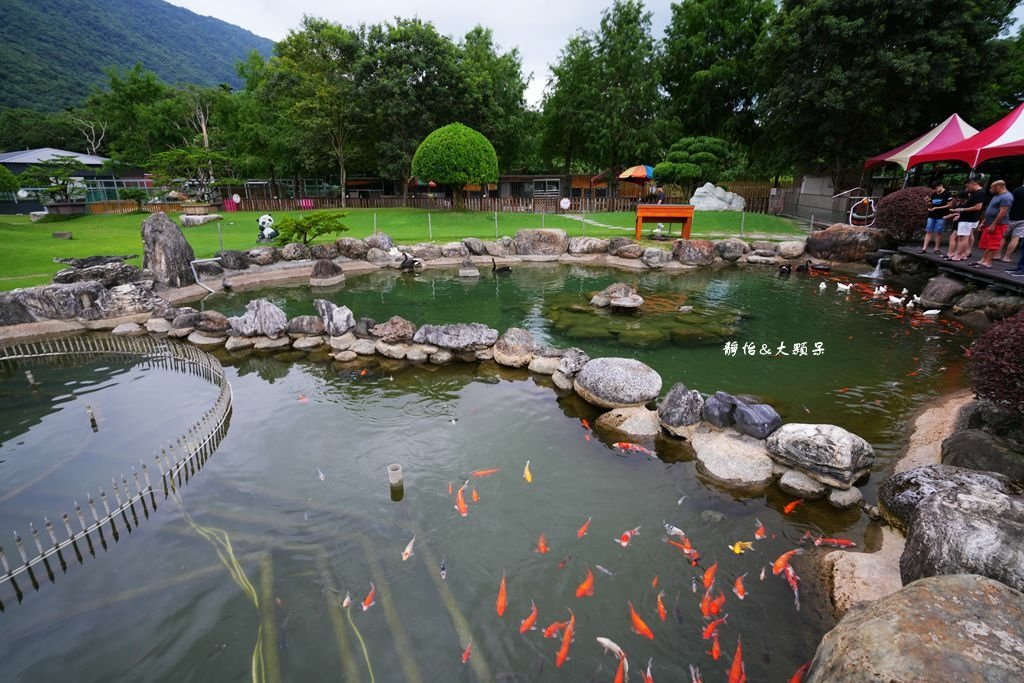 洄瀾灣休閒農場 ❙ 水豚君、狐獴、笑笑羊，還有小火車，花蓮洄