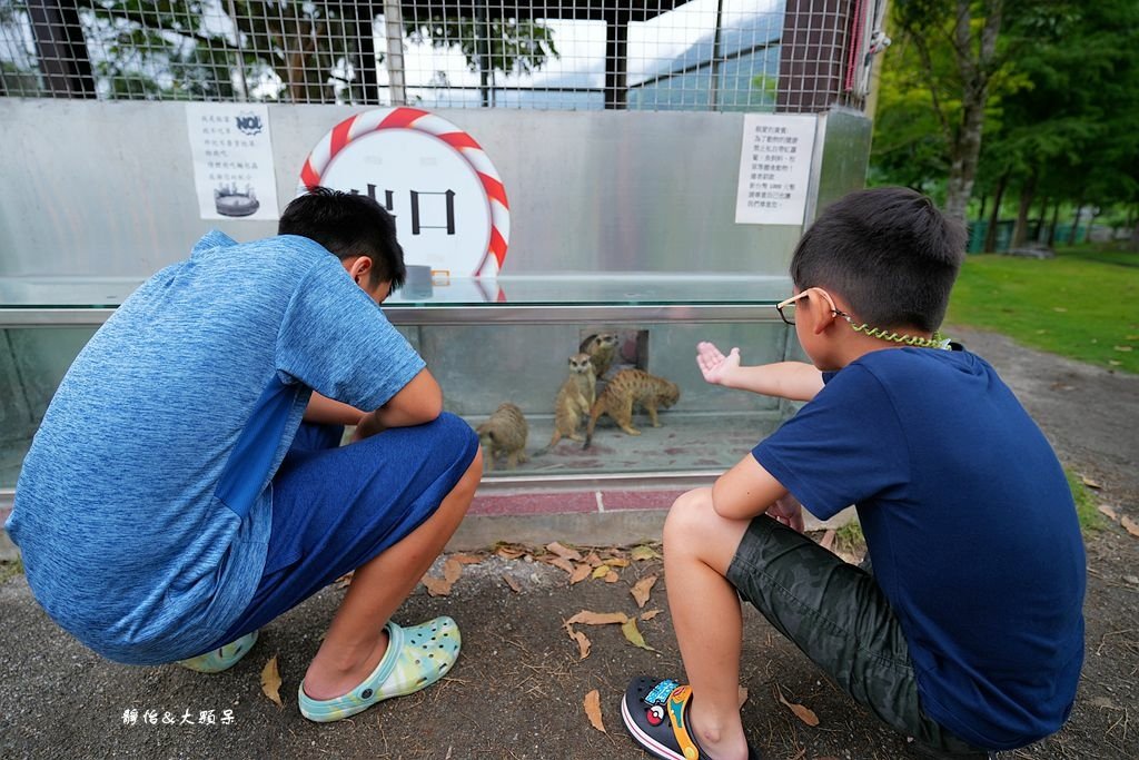 洄瀾灣休閒農場 ❙ 水豚君、狐獴、笑笑羊，還有小火車，花蓮洄