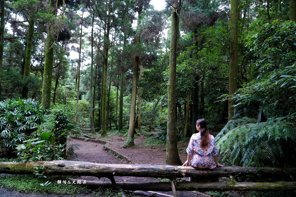 竹子湖黑森林 ❙ 森林系美拍、北部熱門婚攝景點，陽明山打卡秘