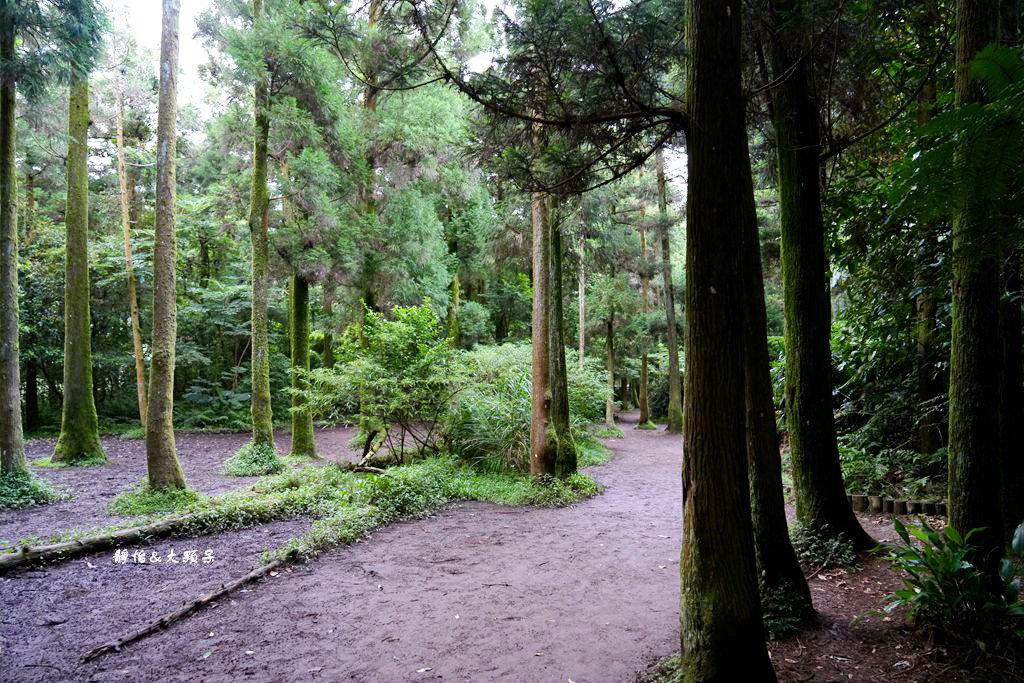 竹子湖黑森林 ❙ 森林系美拍、北部熱門婚攝景點，陽明山打卡秘